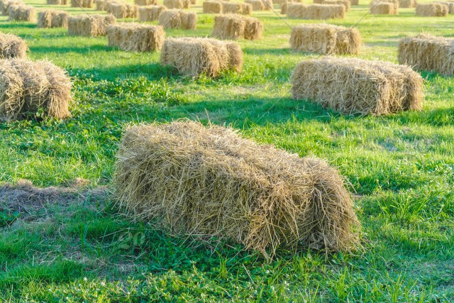 Through the right site, buy bales and pallets (pacas y paletas) post thumbnail image