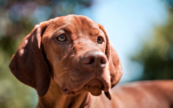 What are the basic facts about Vizslas? post thumbnail image