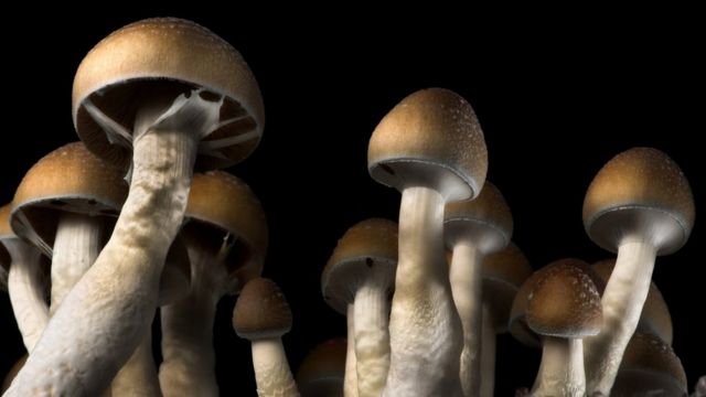 The risks of utilizing magic mushrooms post thumbnail image