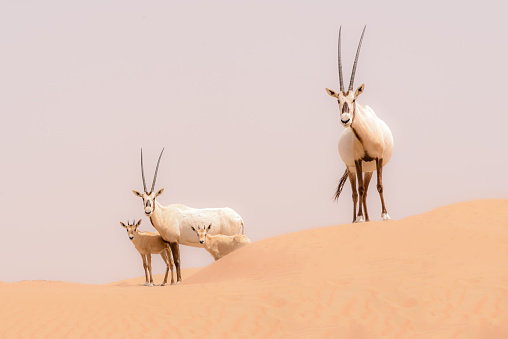 Perks of choosing desert safari in Dubai post thumbnail image