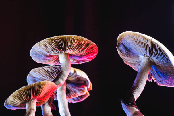 Shrooms in DC: What You Need to Know post thumbnail image