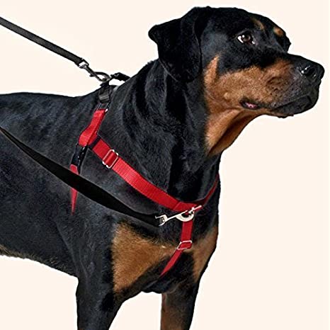 The Best No-Pull Harnesses For Walking Dogs: Keep Your Dog Safe on Their Walks! post thumbnail image