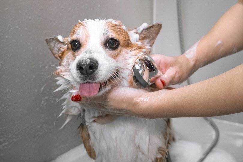 What Exactly Is Dog Blow Dryer? Would It Be Simple To Use? post thumbnail image