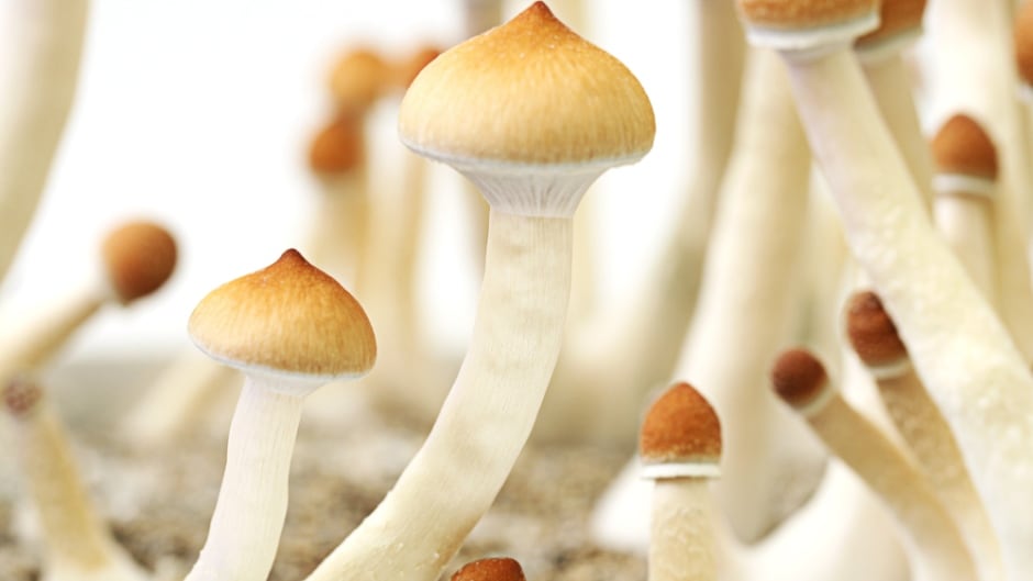 The most trusted supplier to buy from is magic mushrooms Canada post thumbnail image