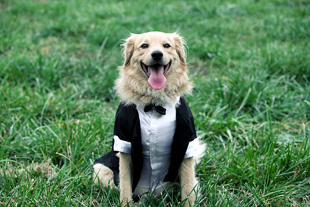 Fasten the Knot in design: The Very Best 6 Strategies For Choosing The Excellent Dog Wedding party Attire post thumbnail image