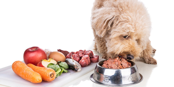 Raw Food vs. Kibble: Which is Better for Your Dog? post thumbnail image