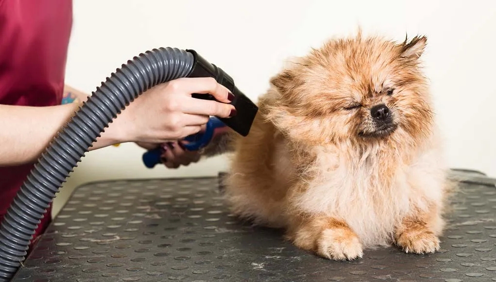 Canine Blow Clothes dryer – What You Should Know While Acquiring It! post thumbnail image