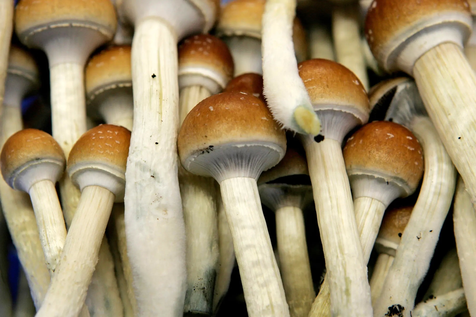 Do you know the risks of making use of magic mushrooms? post thumbnail image